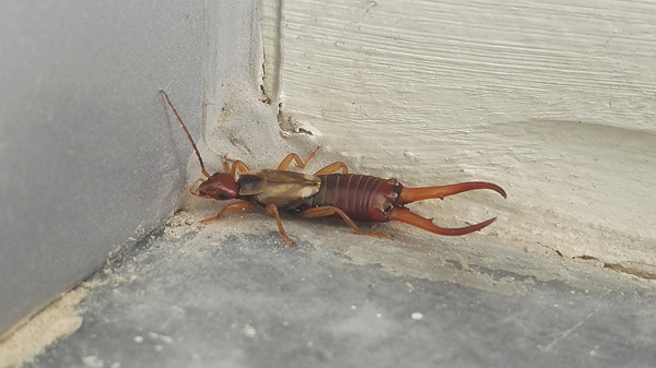 Earwig inside
