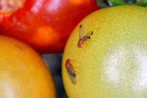 Drosophila suzukii, commonly called the spotted wing drosophila, cherry drosophila or SWD. It is a fruit fly, a serious pest of soft fruits. Insect on tomato.