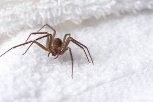 House Spider