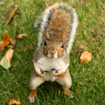 Eastern Grey Squirrel (Sciurus carolinensis) in the nature, fresh green grass background