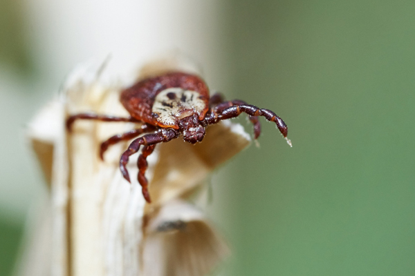 Ixodic tick waiting for his victim sitting on the dry grass outdoors in spring.