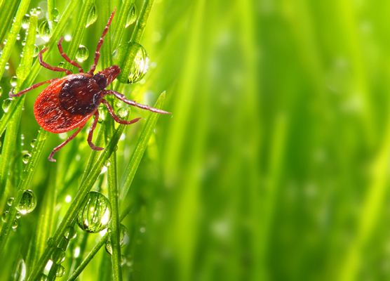 Tick on green grass. Dangerous parasite. This animal is vehicle of many infections. Picture with copy space.
