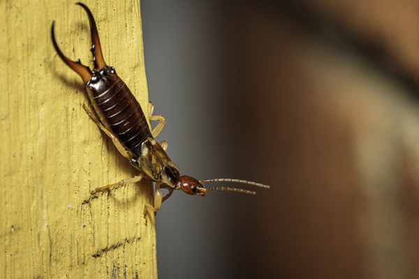 European Earwig crawling on wood