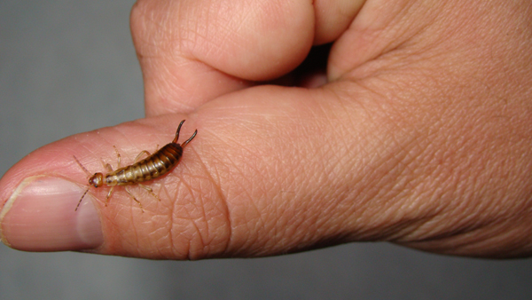 Earwig as a pet. Earwigs will use their pincers to defend themselves. Biologist, Exotic vet holding an insect. wildlife veterinarian. invertebrates. bugs, bug, insects, animals, animal, wild nature
