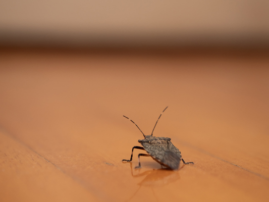 Asian bedbug in the house