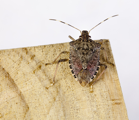 The adult brown marmorated stink bug is a little over a half inch in length and about as wide. The shield-shaped back contains various shades of brown. Unique markings for this species include alternating light bands on the antennae. Macro of a Stink Bug.
