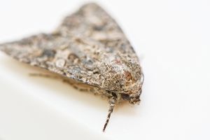 Clothes Moth