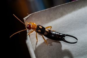 Earwigs