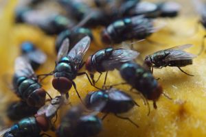 House Fly