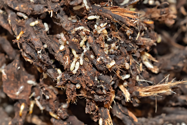 Colony of subterranean termites