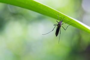 Mosquito