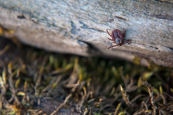 Ixodid castor bean tick waiting for its victim