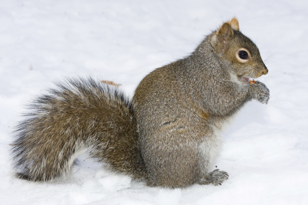 a cute squirrel is eating in the snow field