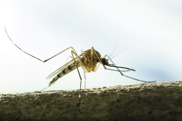 Shot of an Aedes canadensis mosquito.