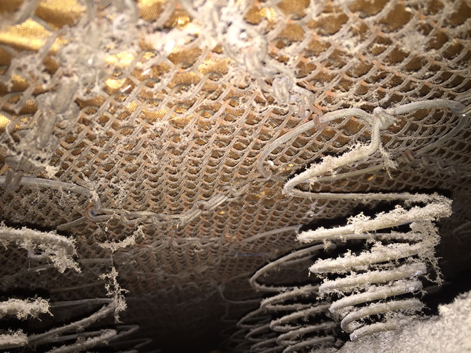 Dust and bedbugs