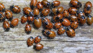 Asian Lady Beetle