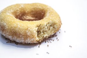 Odorous House Ant