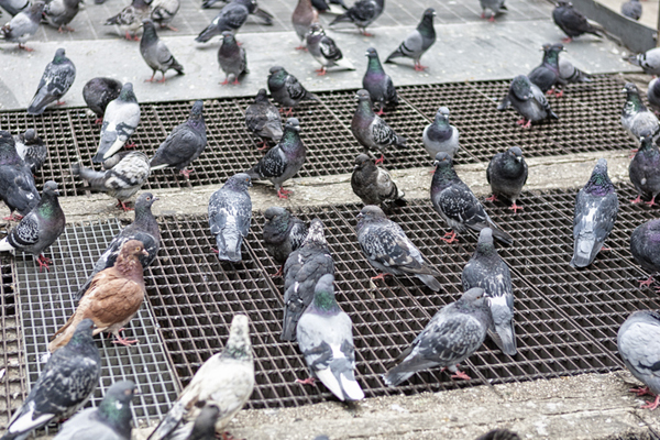Pigeons scurrying for food in New York City with one young brown pigeon