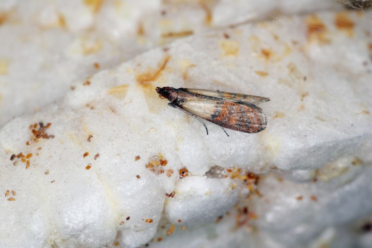 Indian meal moth or mealmoth (Plodia interpunctella) moth of storage pest in store.