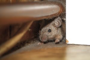 Mice