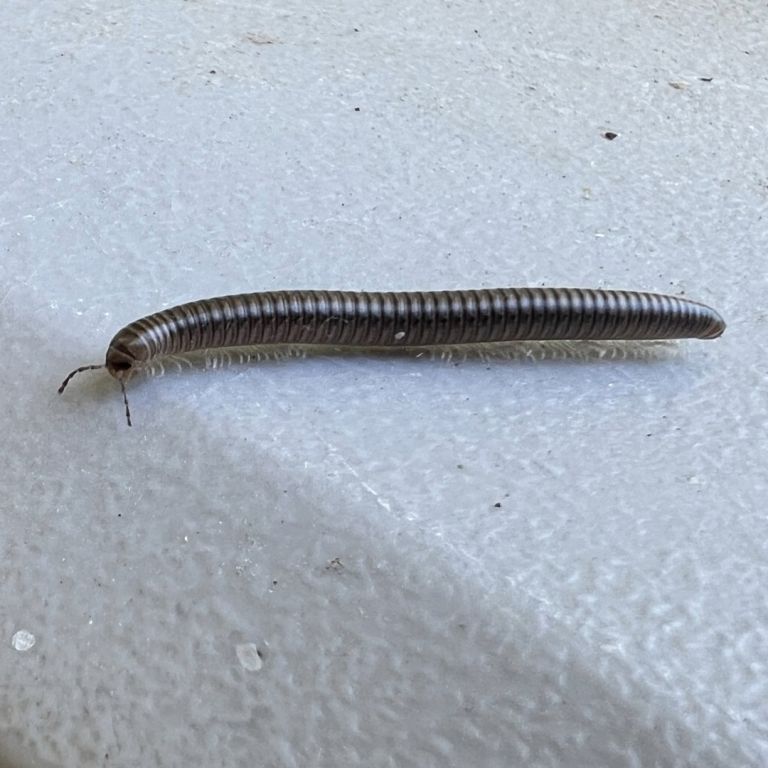 millipede on the ground