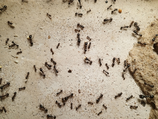 colony of harvester ants in natural conditions