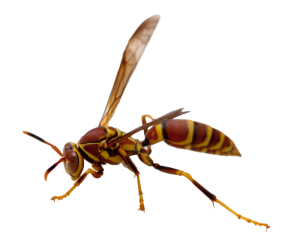 Wasp close-up