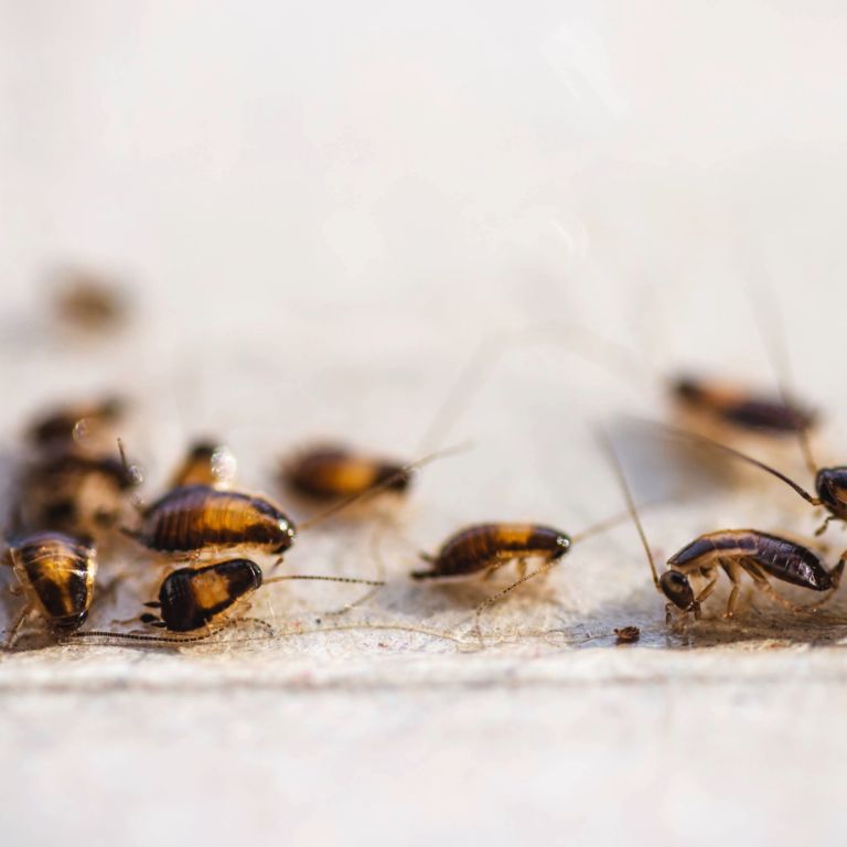 American Cockroaches foraging indoors