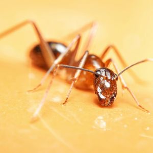 Pharaoh Ant