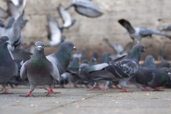 City Pigeons on the ground