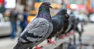 Pigeons