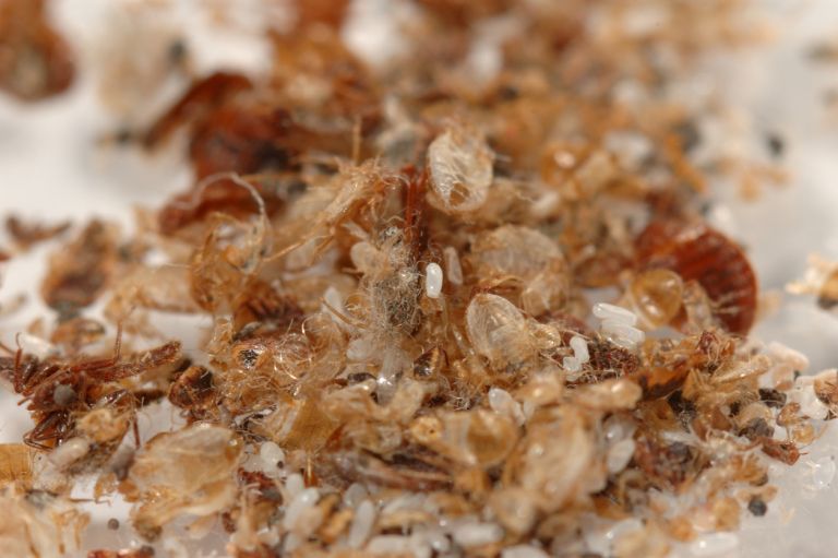 Bed bug (Cimex lectularius) spent skins, eggs & carcasses