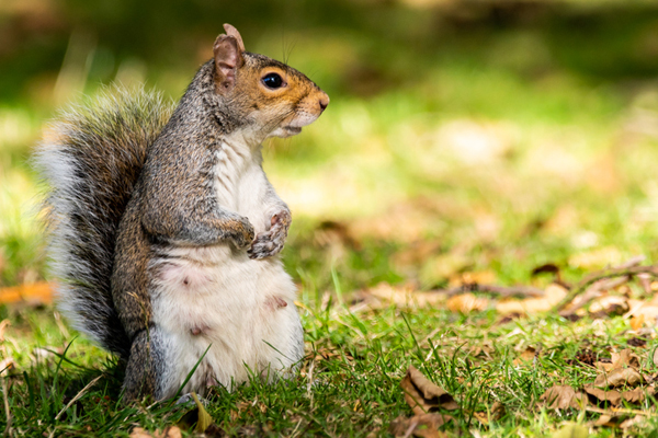 Female Squirrel 'standing'