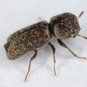 Powder Post Beetle