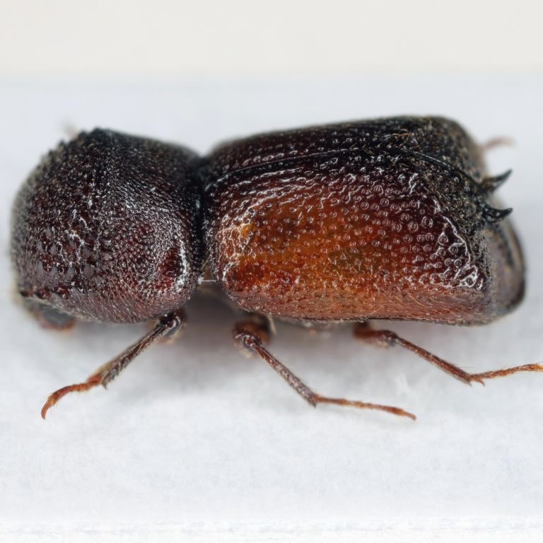Powderpost beetle on white surface