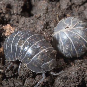 Sow Bugs & Pill Bugs
