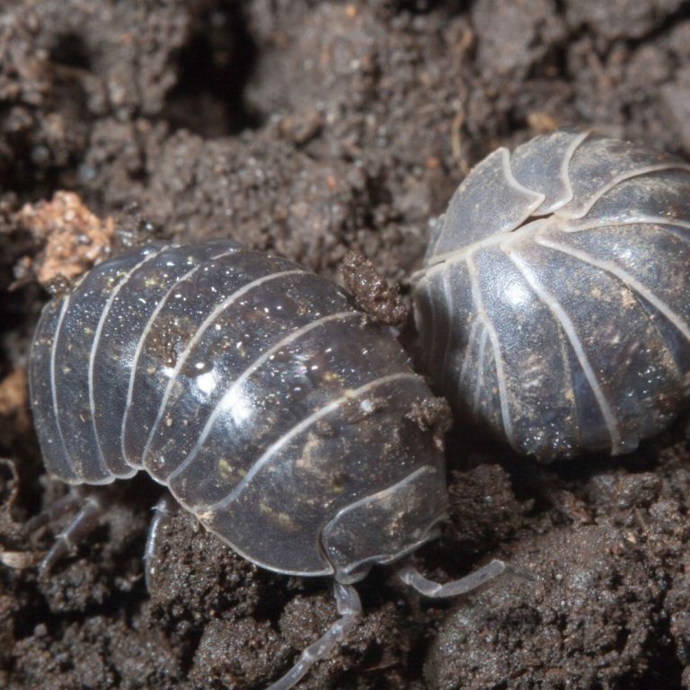 Sowbugs