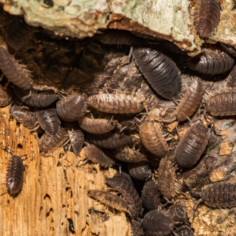 group of Sowbugs in wood