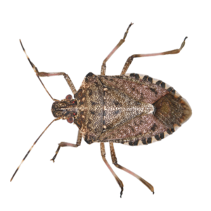 Stink Bug