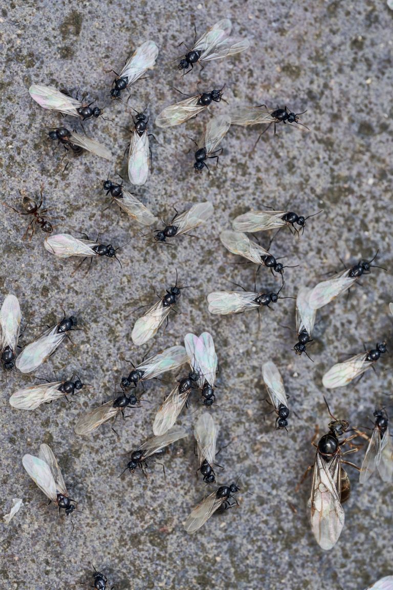 Swarmer ant