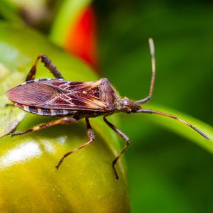 Western Conifer Seed Bug