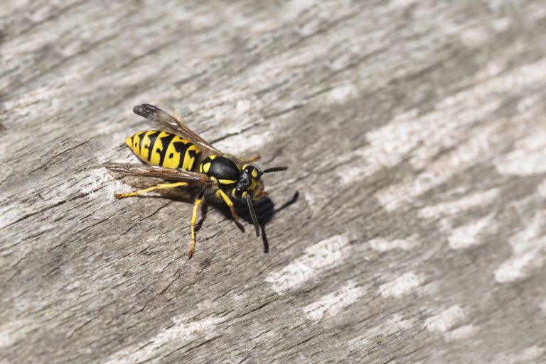 wasp or yellow jacket on weathered wood looking for material for the nest