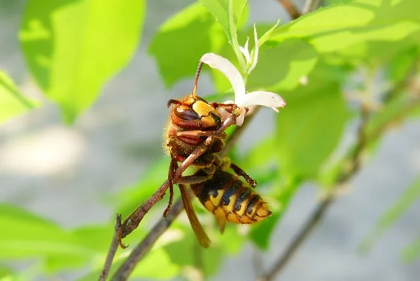 yellowjacket hornet on a branch