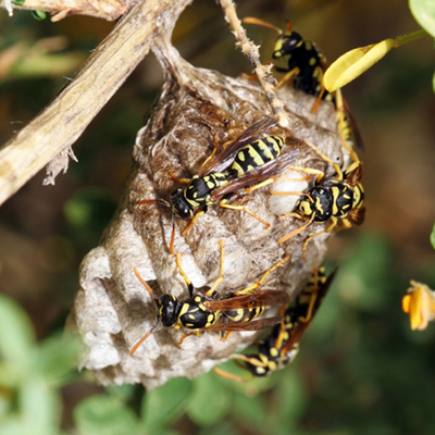yellowjacket hornets on a nest