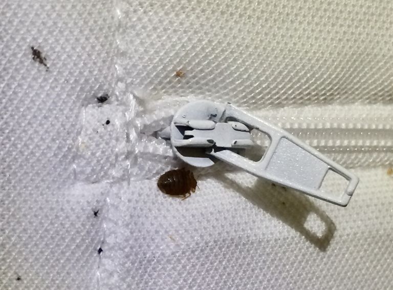 Bed bug on white mattress