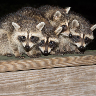 a bunch of racoons on wood