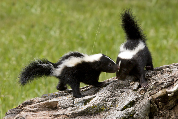 Two baby skunks out exploring the world