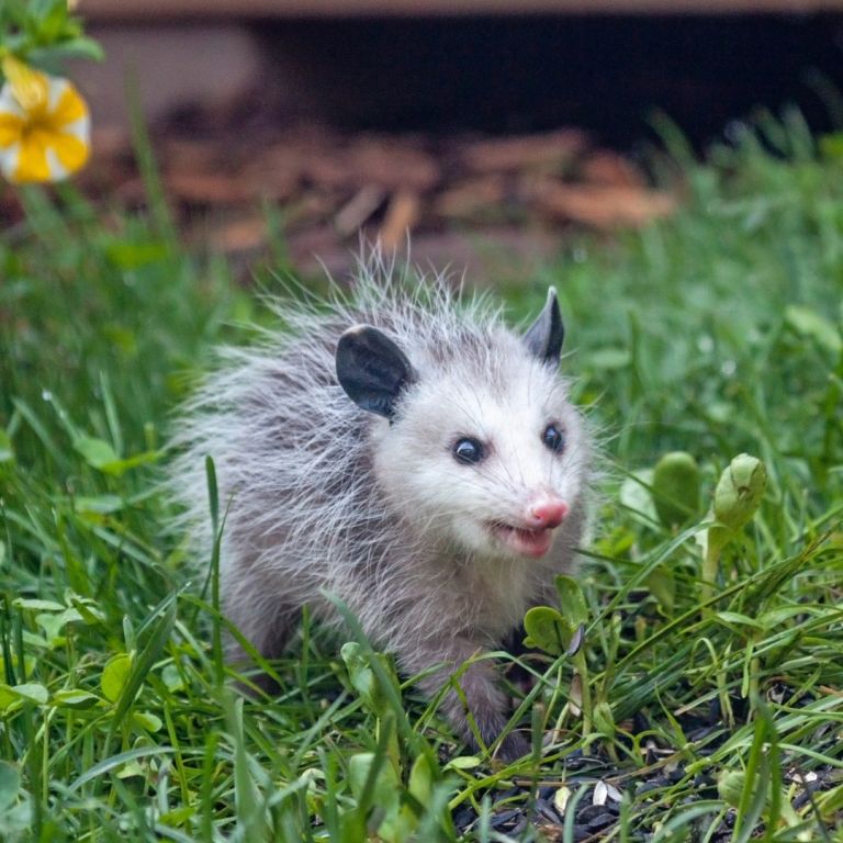 opossum in the grass