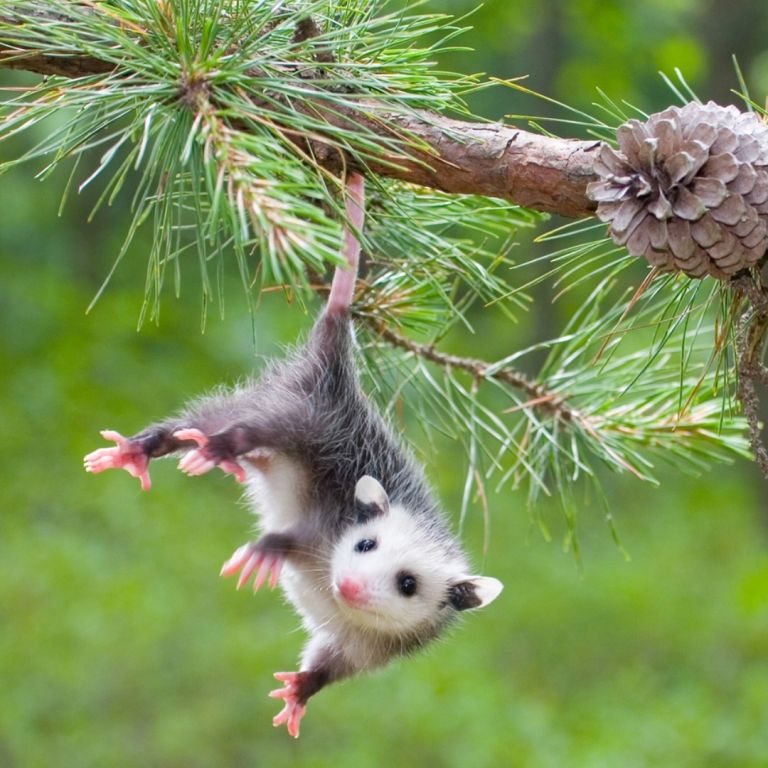 Baby opossum hanging from a tree