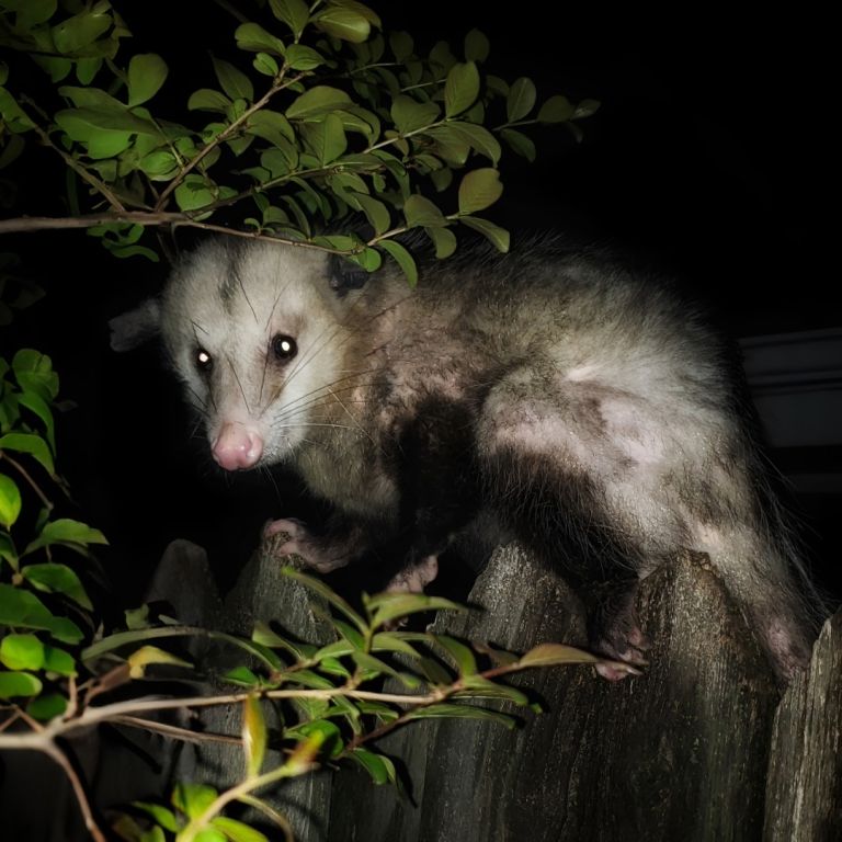 Opossum at night on a fence